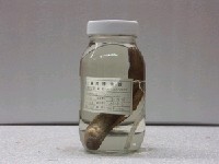 藏品(日本禿頭鯊)的圖片